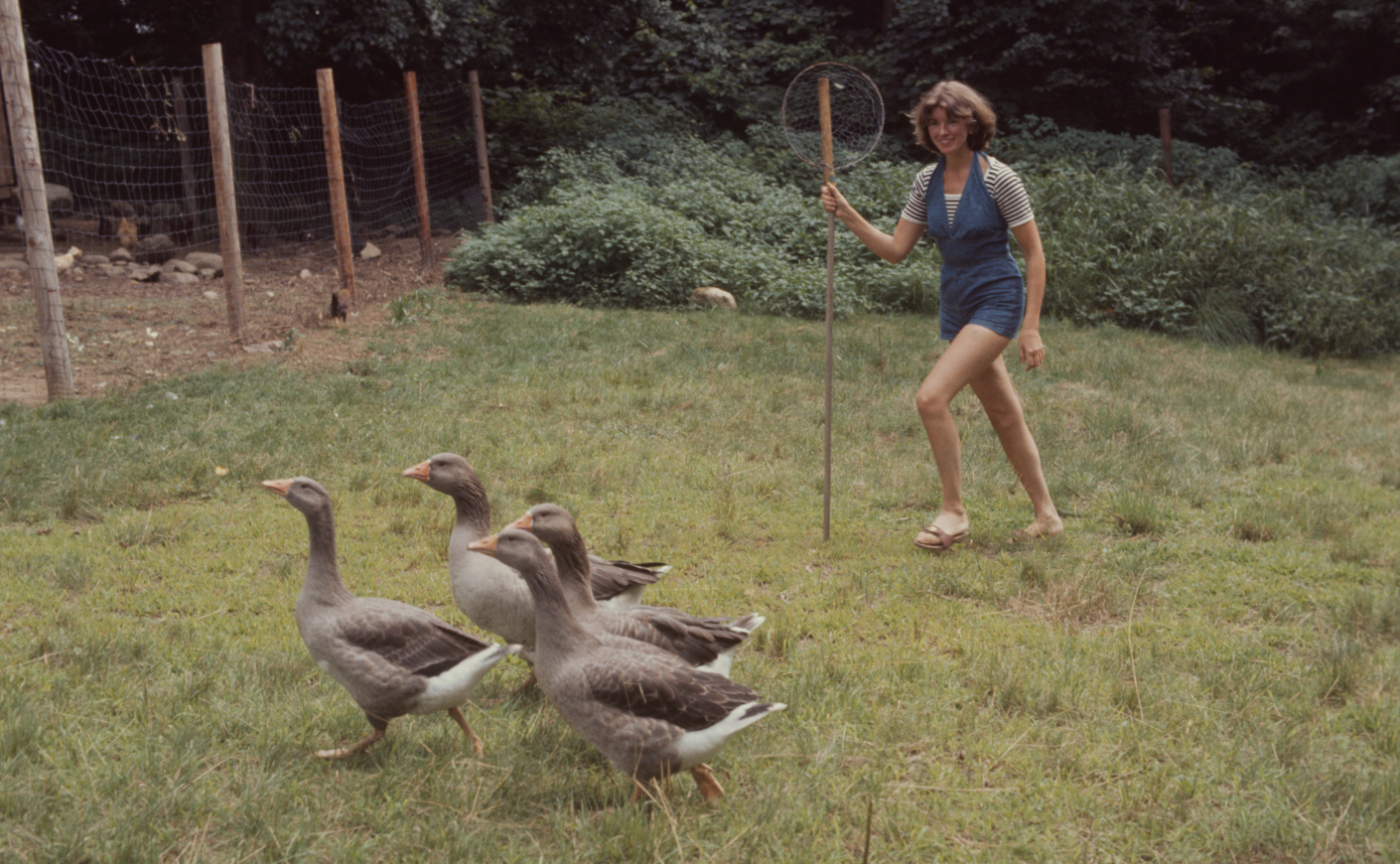 Martha Stewart herds geese at her Connecticut home in 1976.