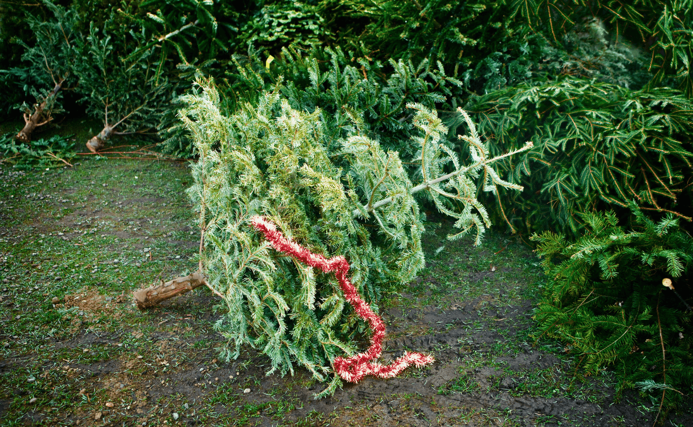 christmas tree fallen over