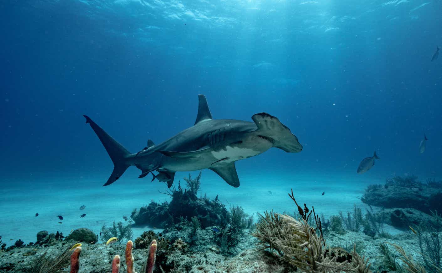 A scalloped hammerhead glides over some coral in the Bahamas