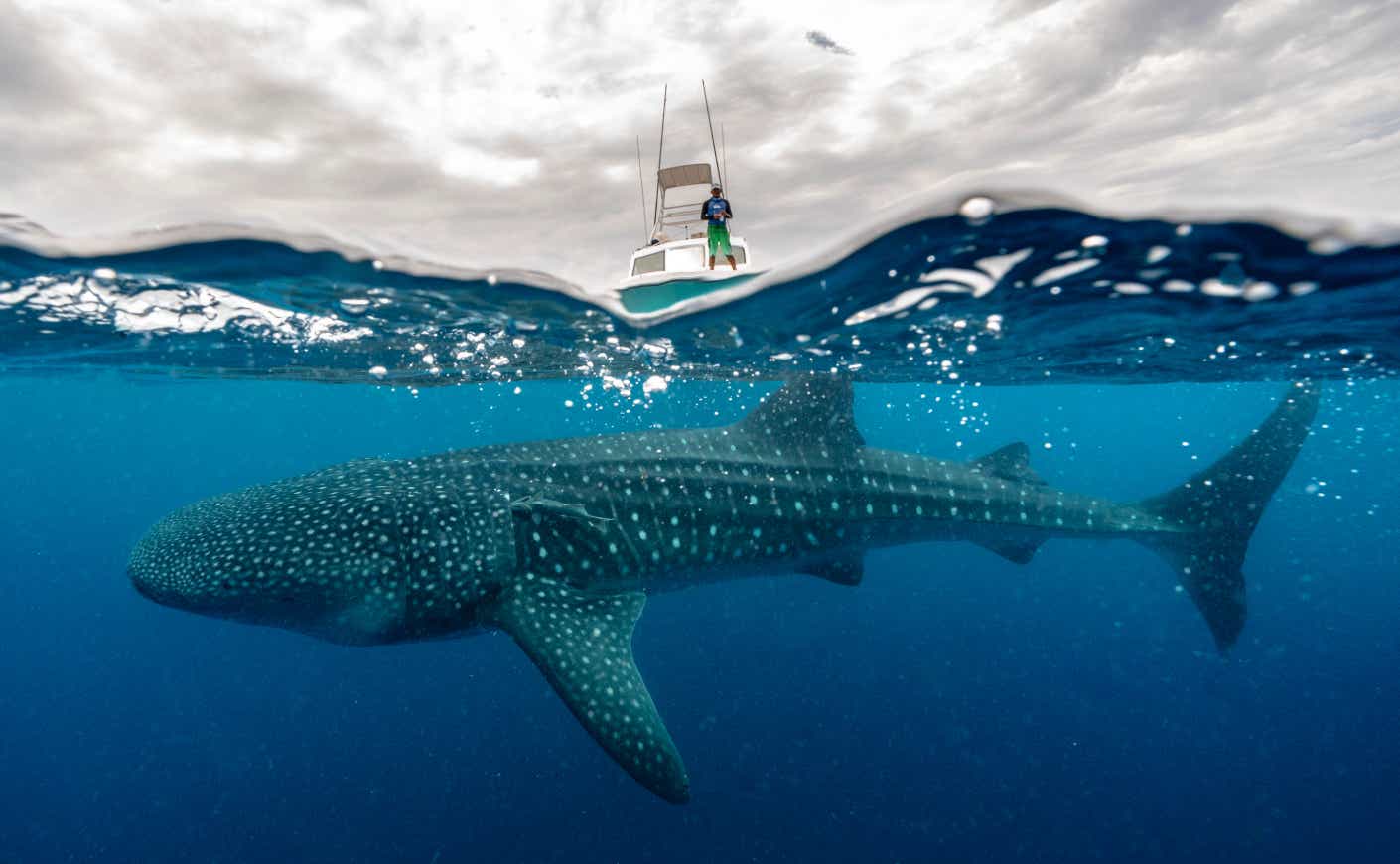 shark and man on boat