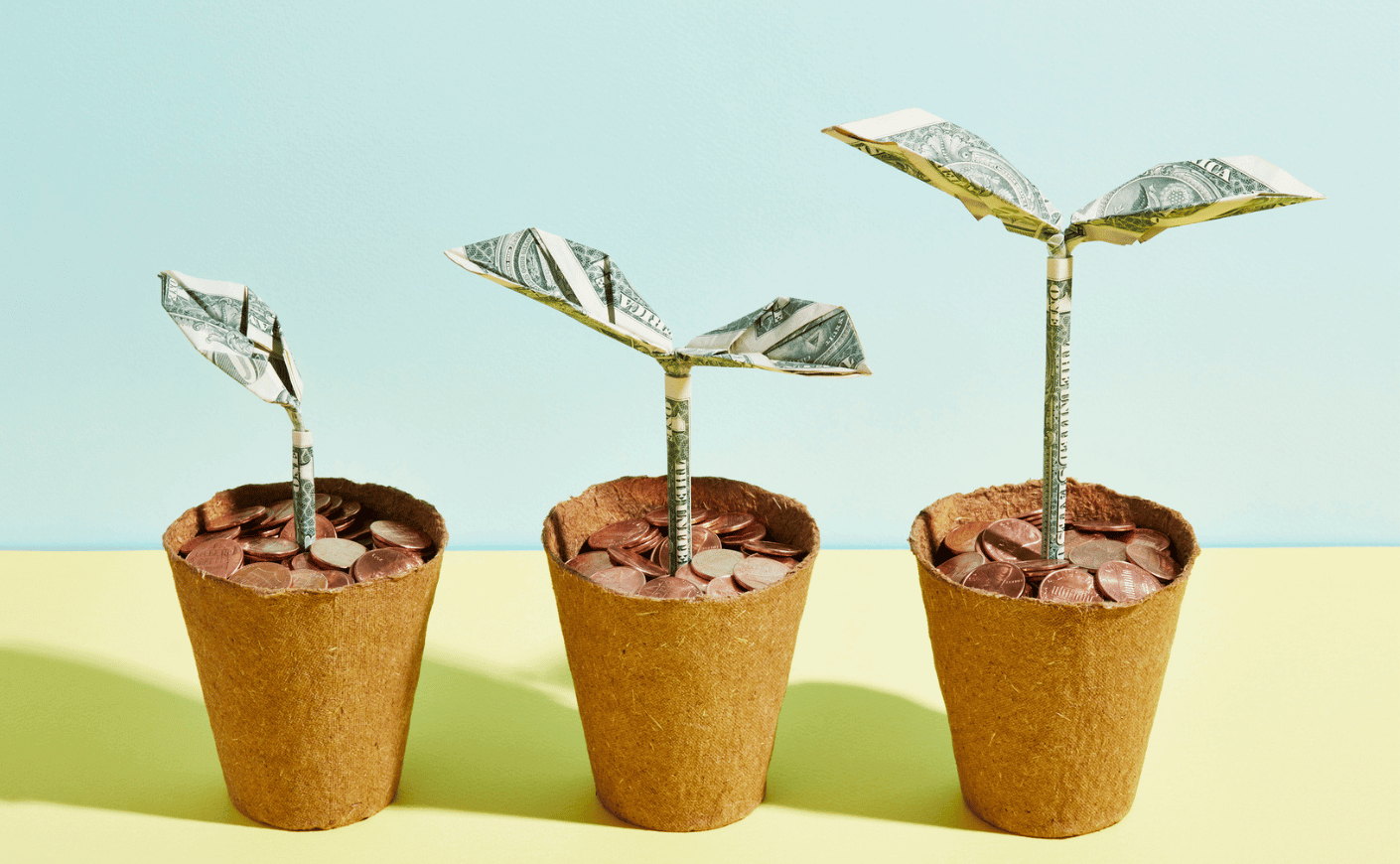 money growing in pots