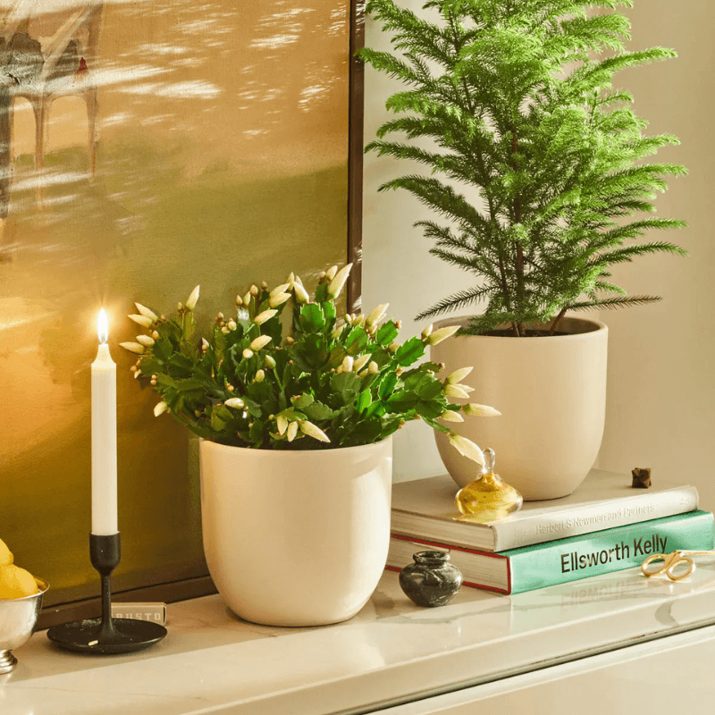 holiday cactus from the sill