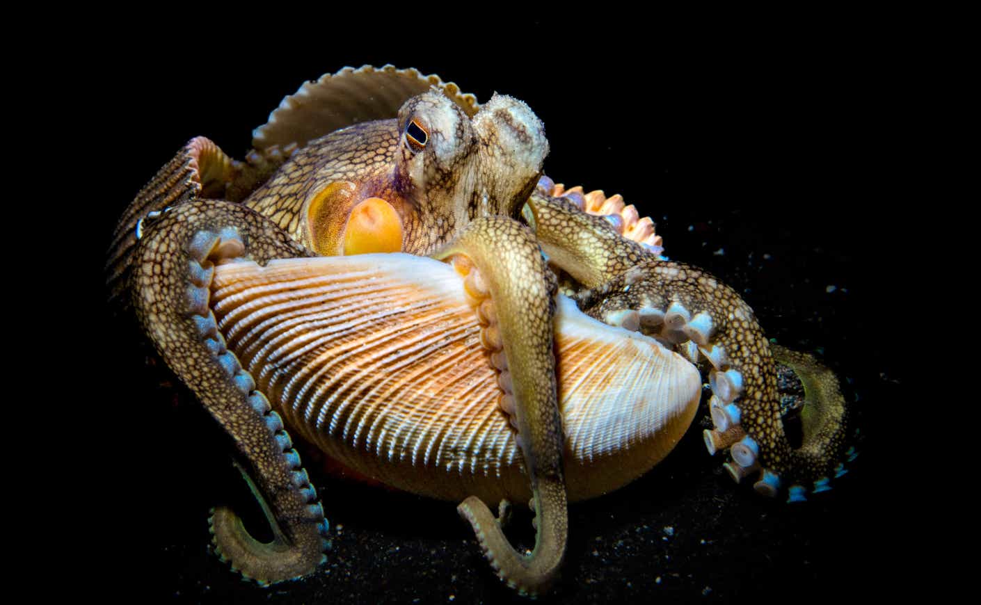 Octopus spotted on a night dive in Raja Ampat, Indonesia. Octopuses are highly intelligent and are known to use tools, like this clam shell, to help them hide.