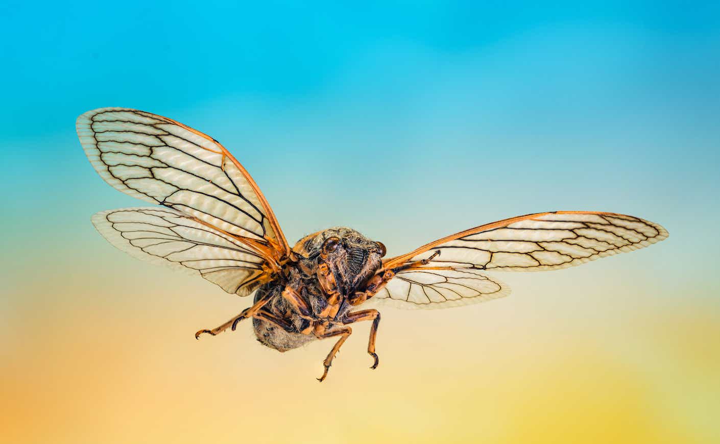 Cicada in the flight, extreme close-up shot of flying insect