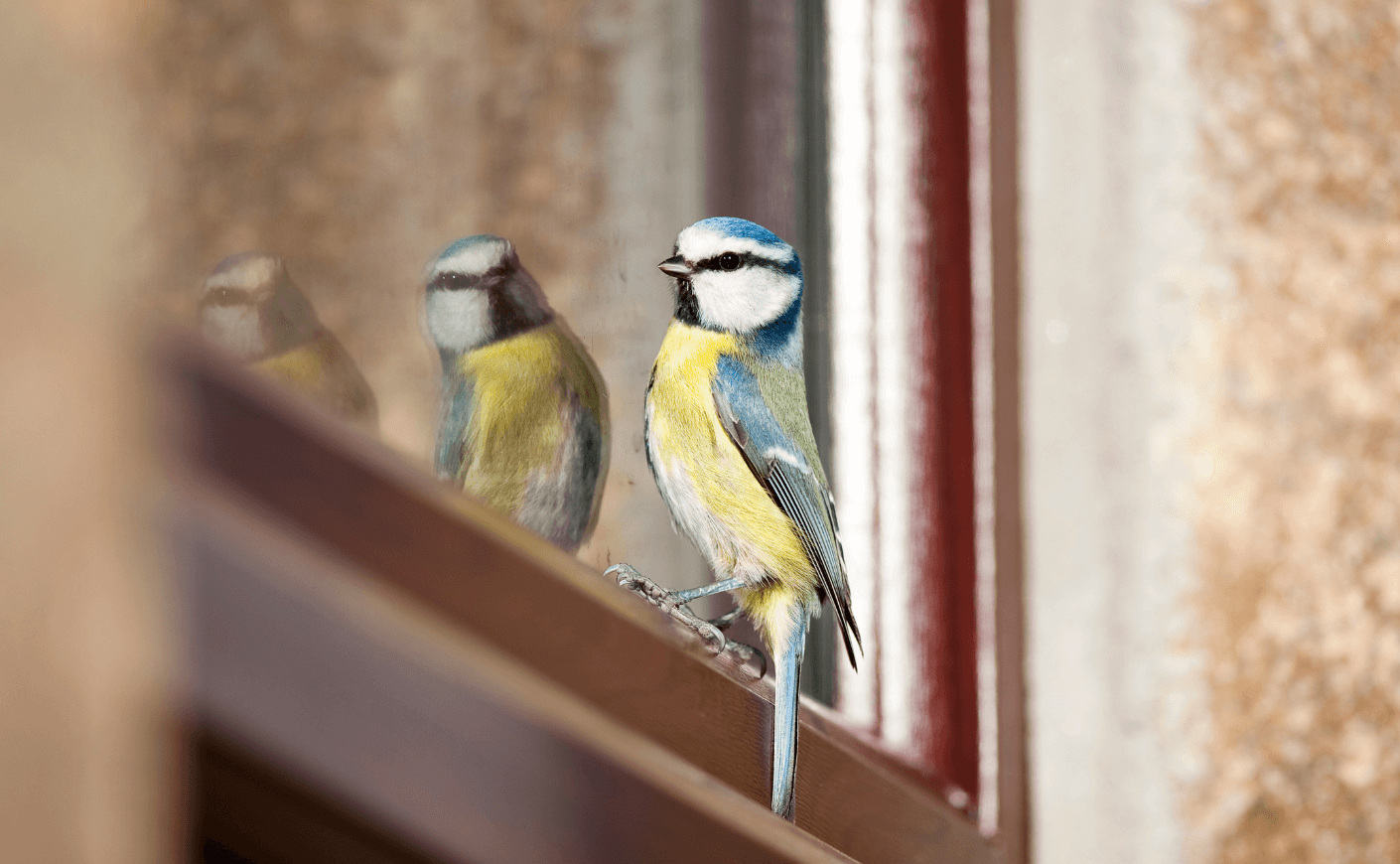 bird sitting at window
