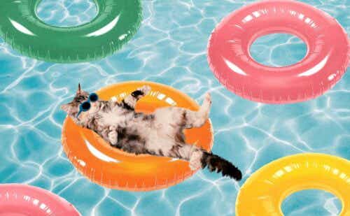 cat floating in a pool float