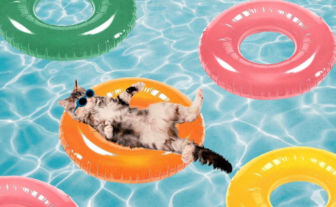 cat floating in a pool float