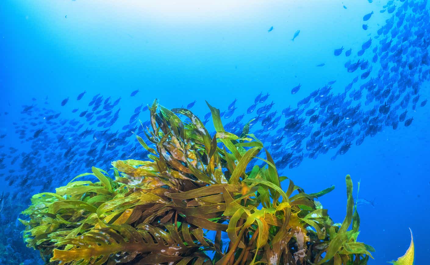 seaweed