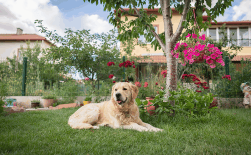 dog sitting in front of a house and garden