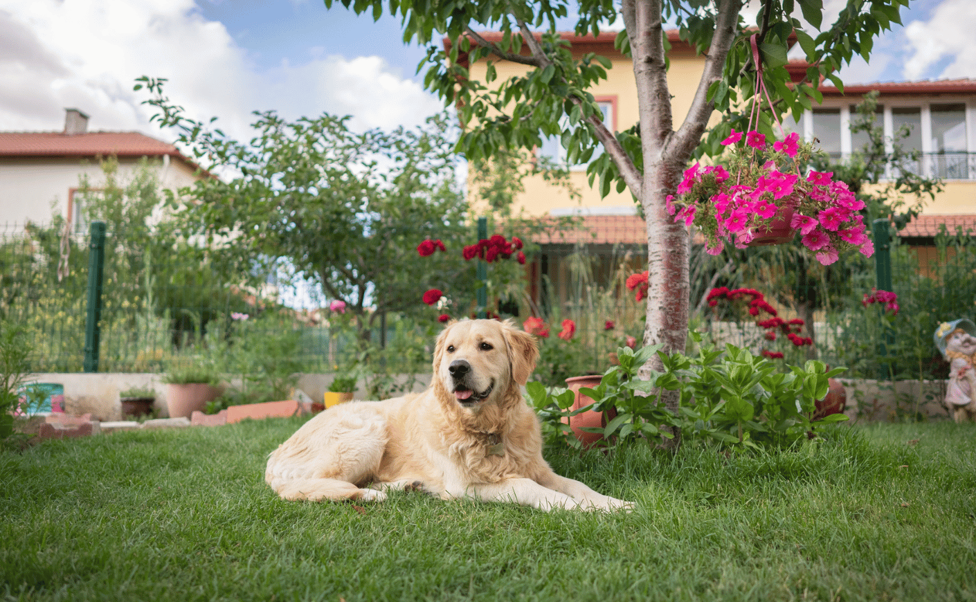 dog sitting in front of a house and garden