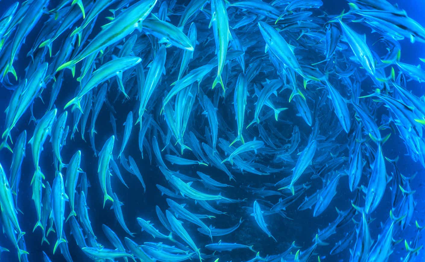 fishes swimming in circle