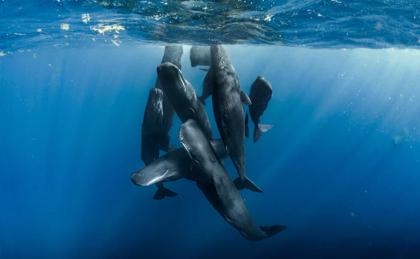 whales