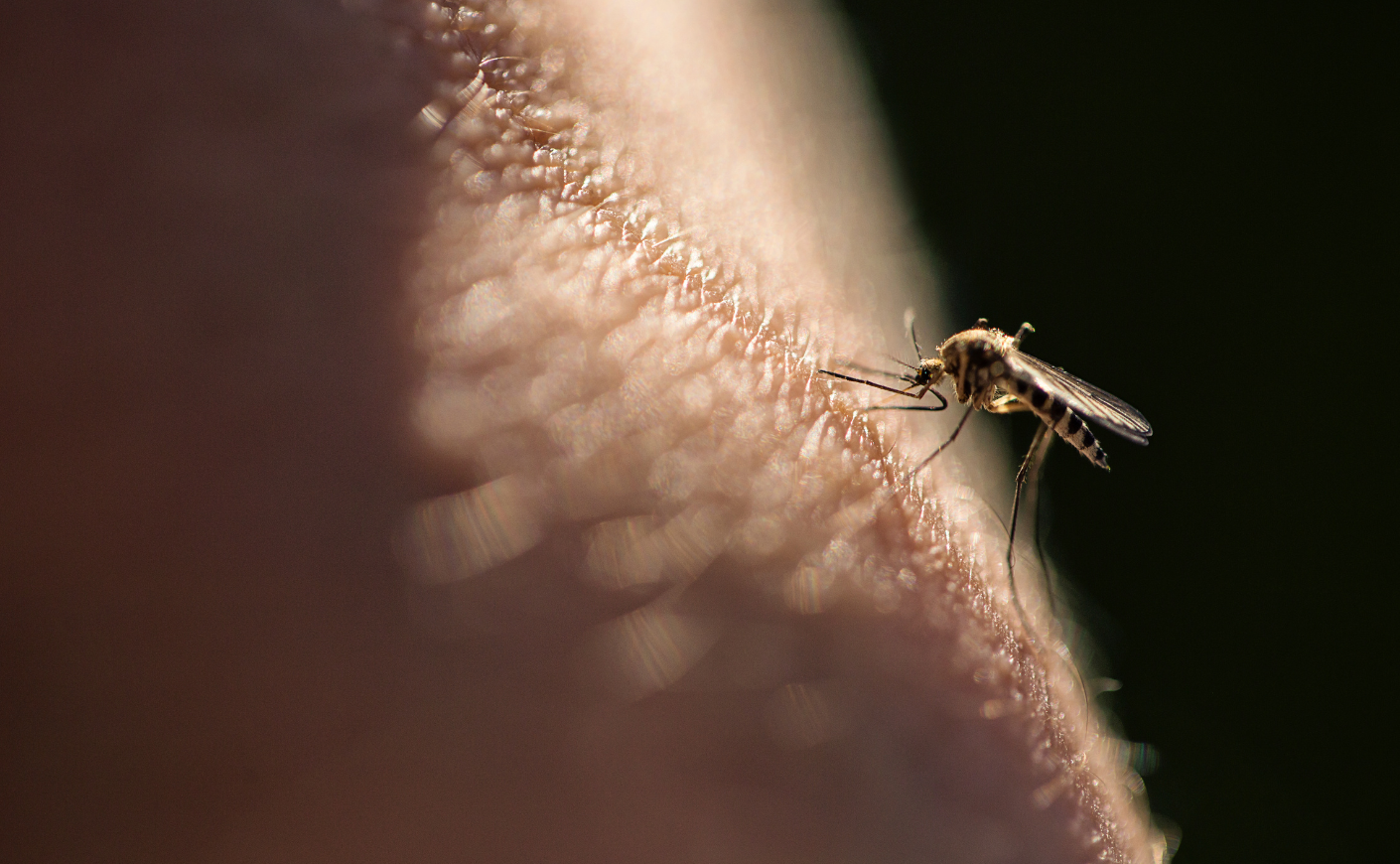 a mosquito bites someone