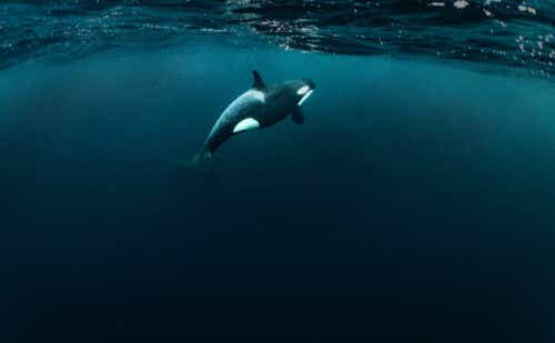 Whales like orcas are highly sensitive to noise disturbances, which can adversely impact their navigation, communication, and hunting. Photo by Cristina Mittermeier