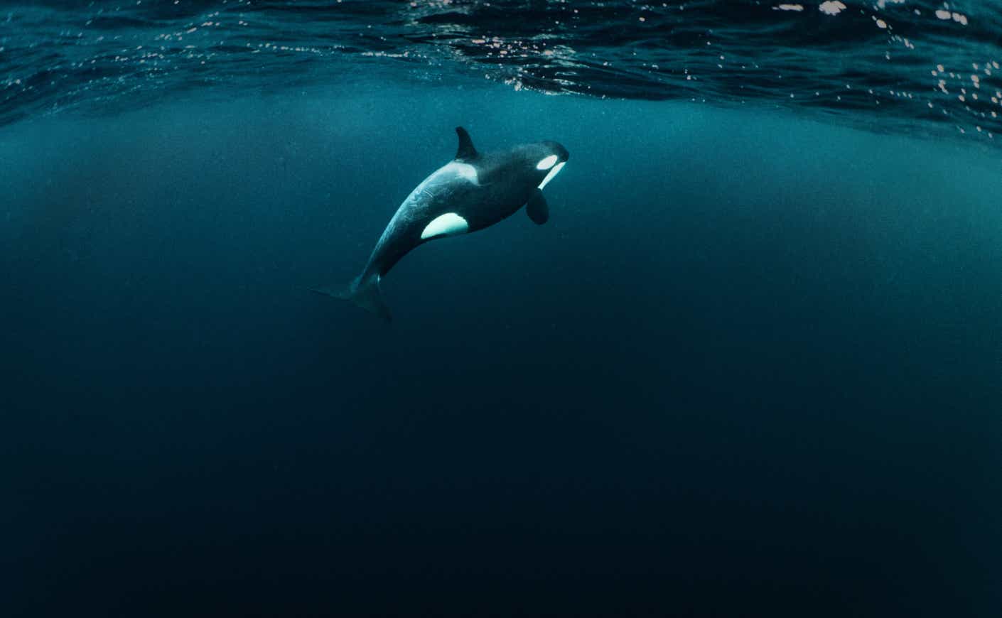 Whales like orcas are highly sensitive to noise disturbances, which can adversely impact their navigation, communication, and hunting. Photo by Cristina Mittermeier