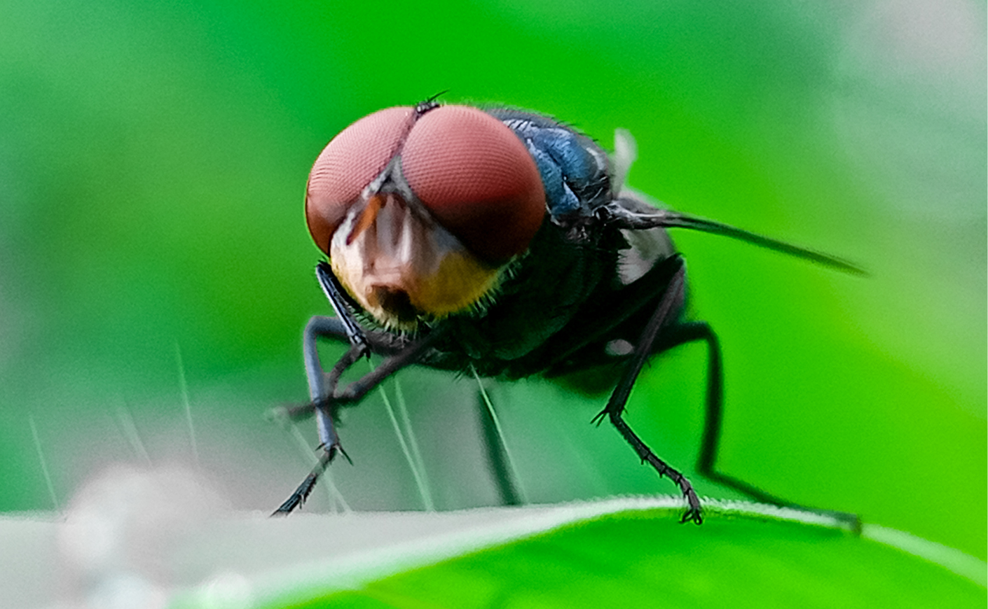 An adult New World screwworm