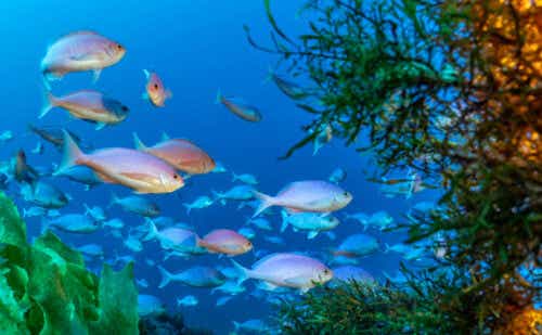 fish swimming in ocean