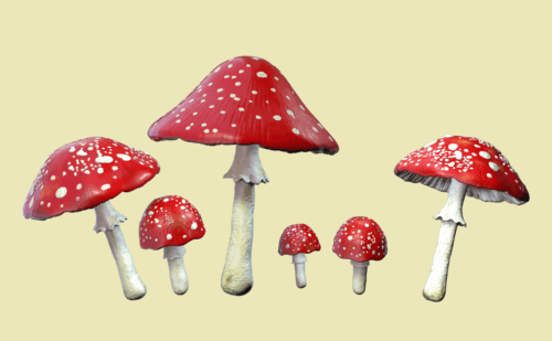 Amanita mushrooms are commonly used in mushroom-based products.
