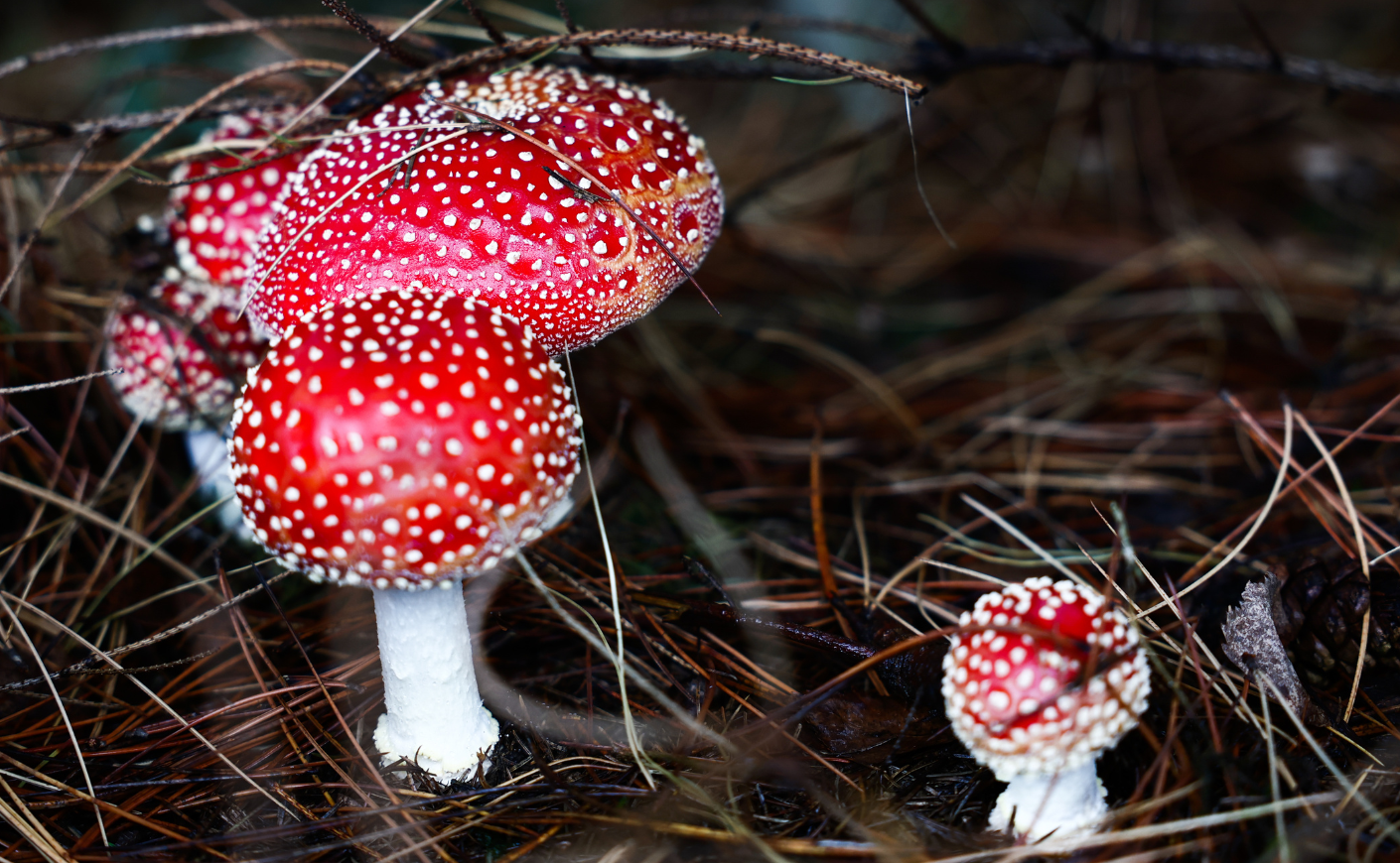 Amanita muscaria mushrooms, red-capped with white spots, growing in a garden in Poland in October 2024. 