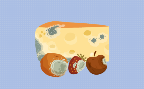 illustration of moldy cheese and fruit