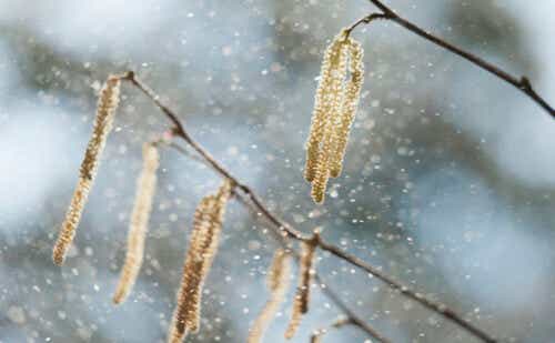 pollen from hazel