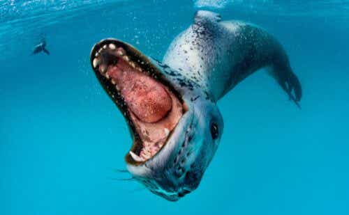 sea lion