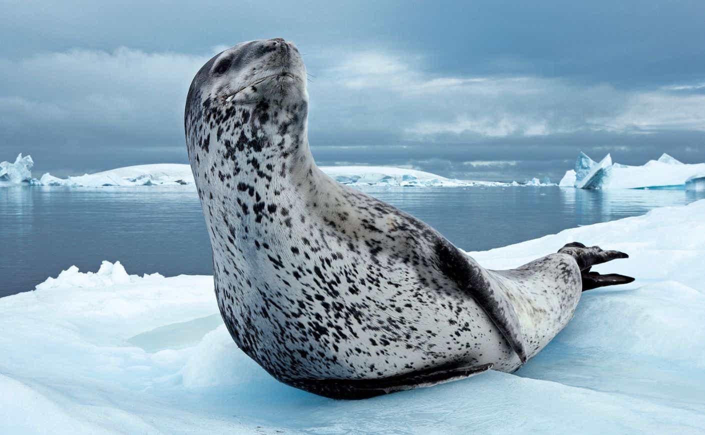 sea lion