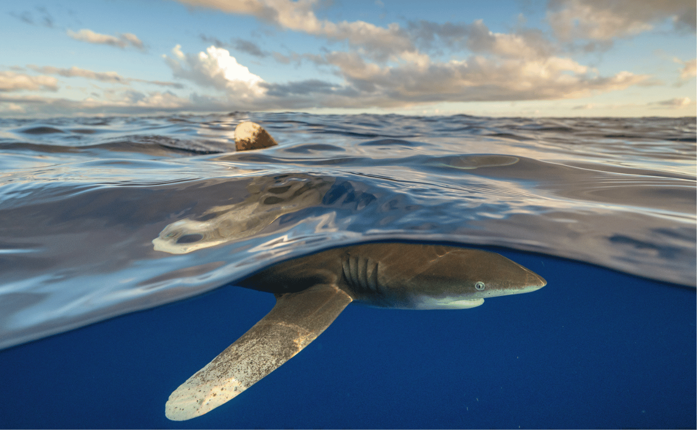 The fin of a critically endangered oceanic whitetip rose like a mountain capped in a dusting of snow from beneath the surface.