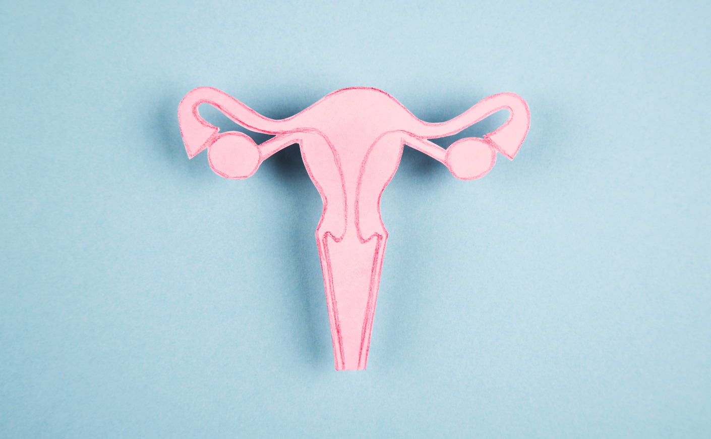 a drawing of female reproductive system
