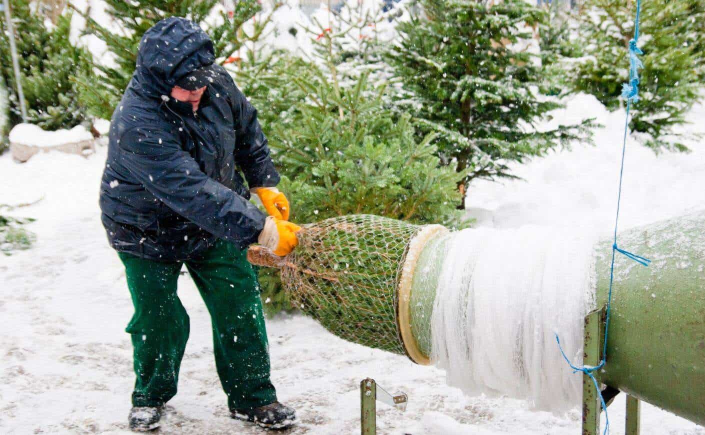 A person netting a Christmas tree.