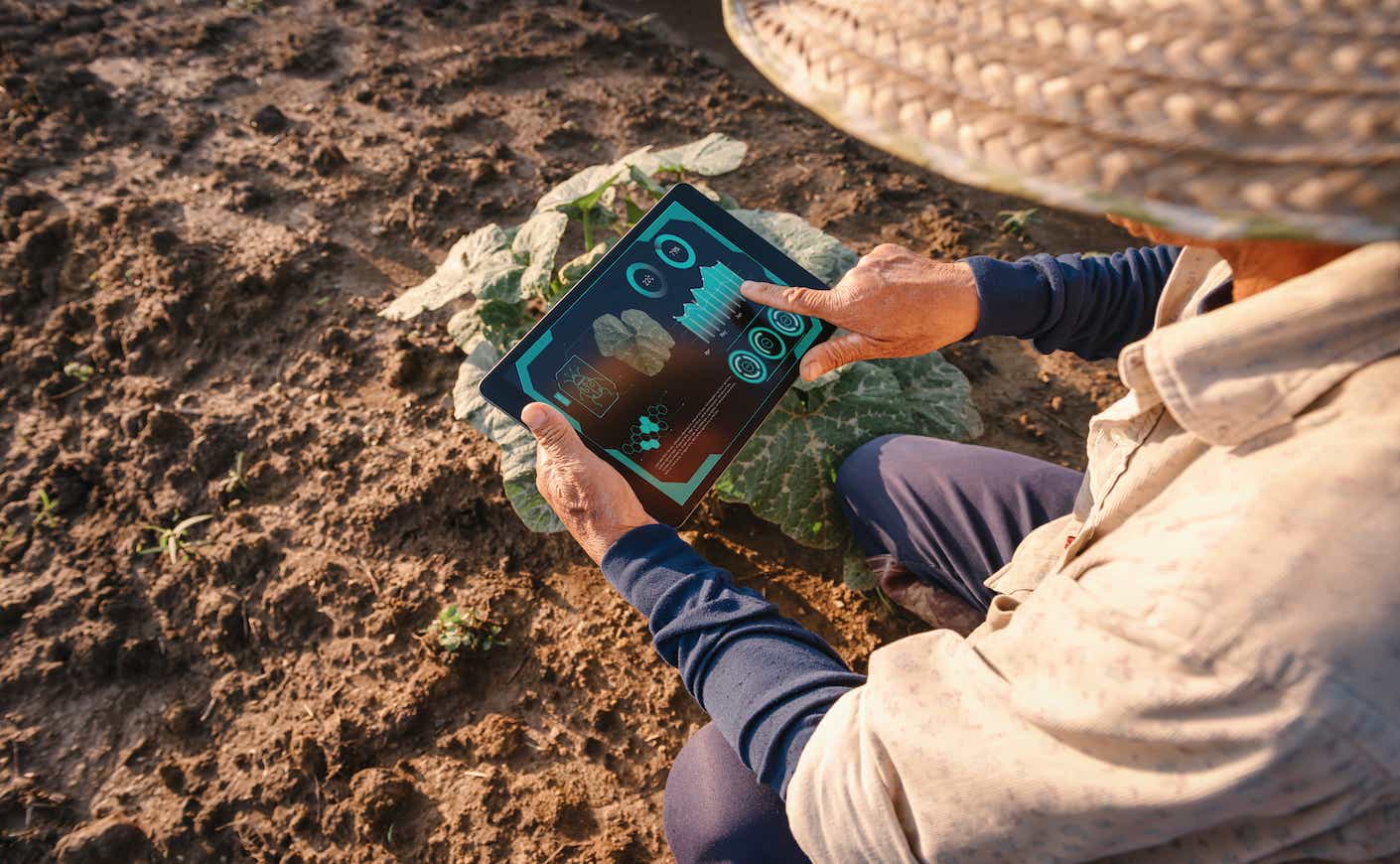 Male Farmer Using Digital Tablet With Virtual Reality Artificial Intelligence (AI) for Analyzing Diseased Plant in Pumpkin Agriculture Fields. Technology Smart Farming and Innovation Agricultural Concepts.