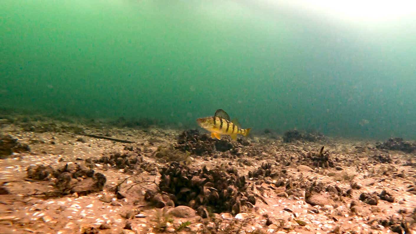 A yellow perch in Sturgeon Bay, Wisconsin.