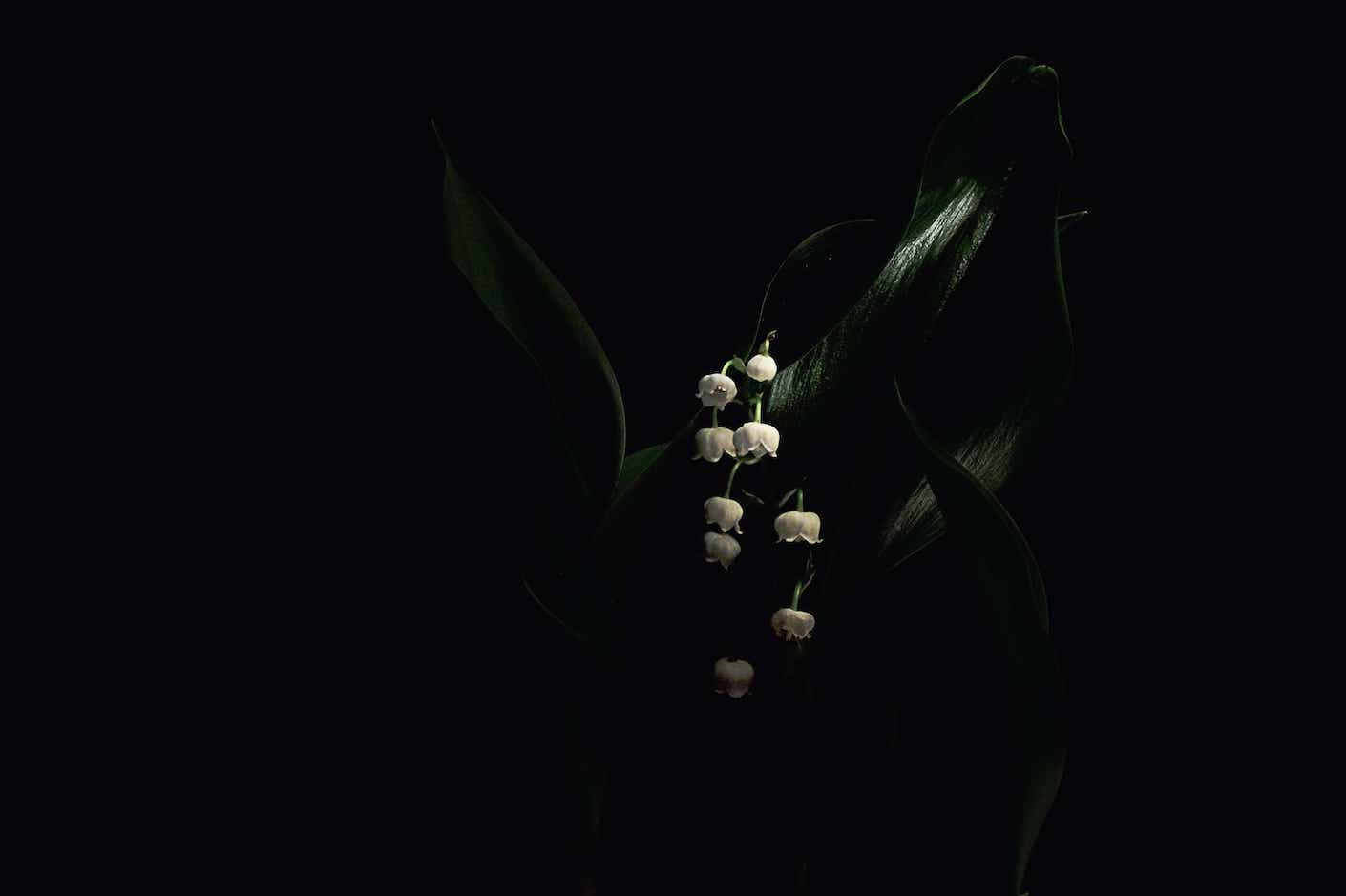 lily of the valley