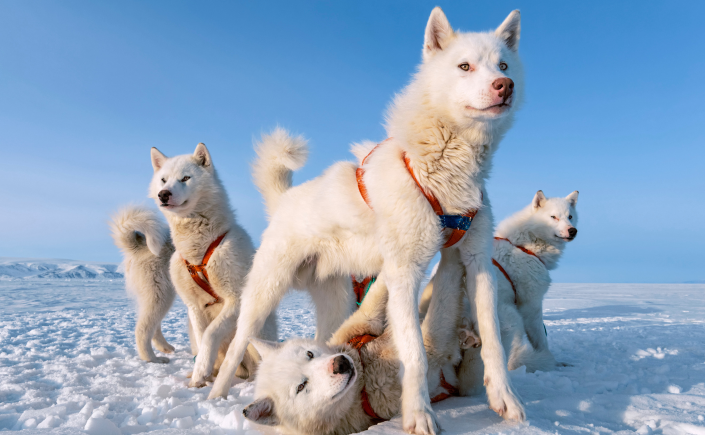 Sled dogs in greenland