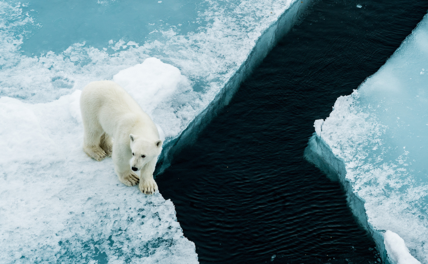 Polar bear in Greenland