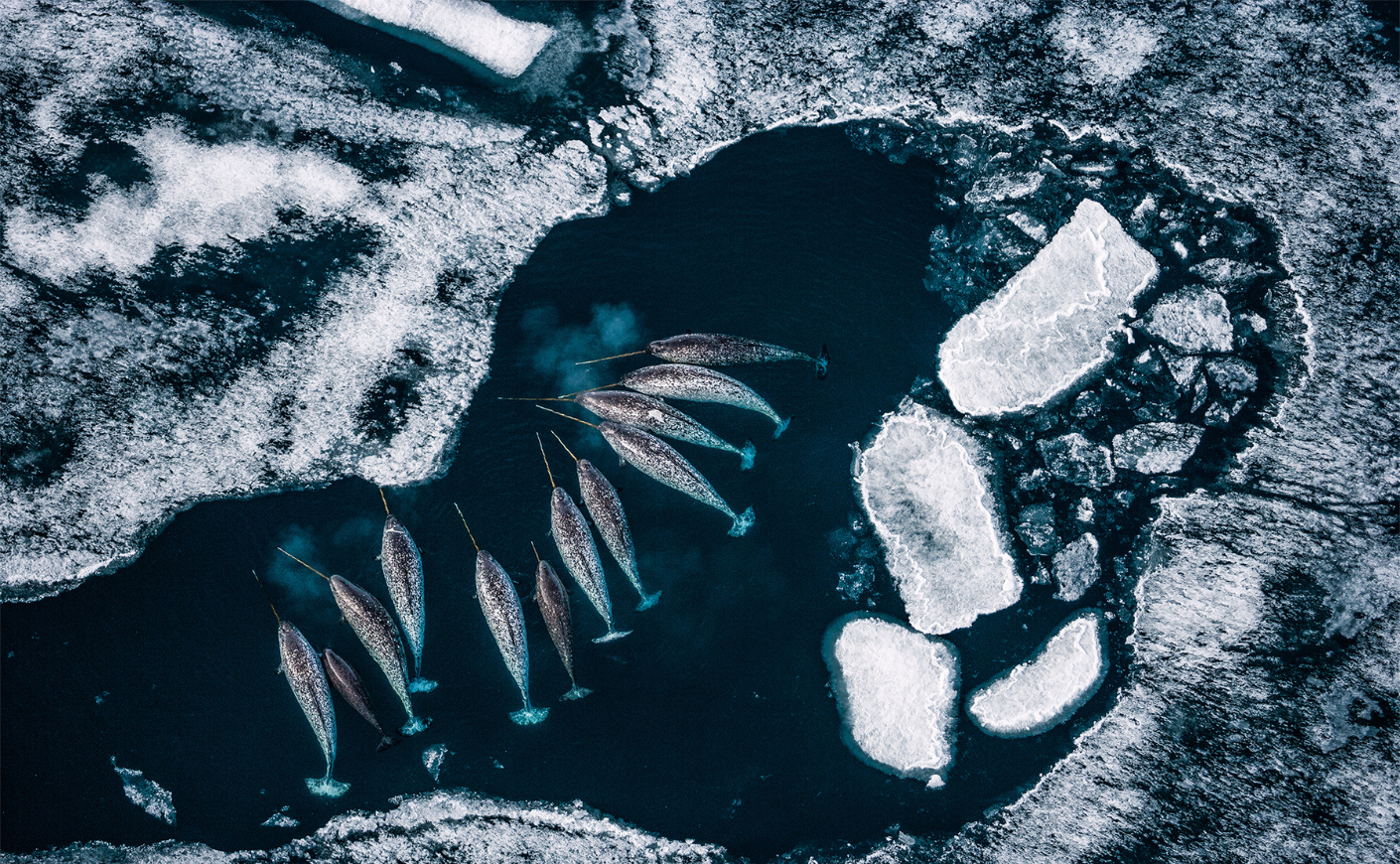 Narwhals in Greenland