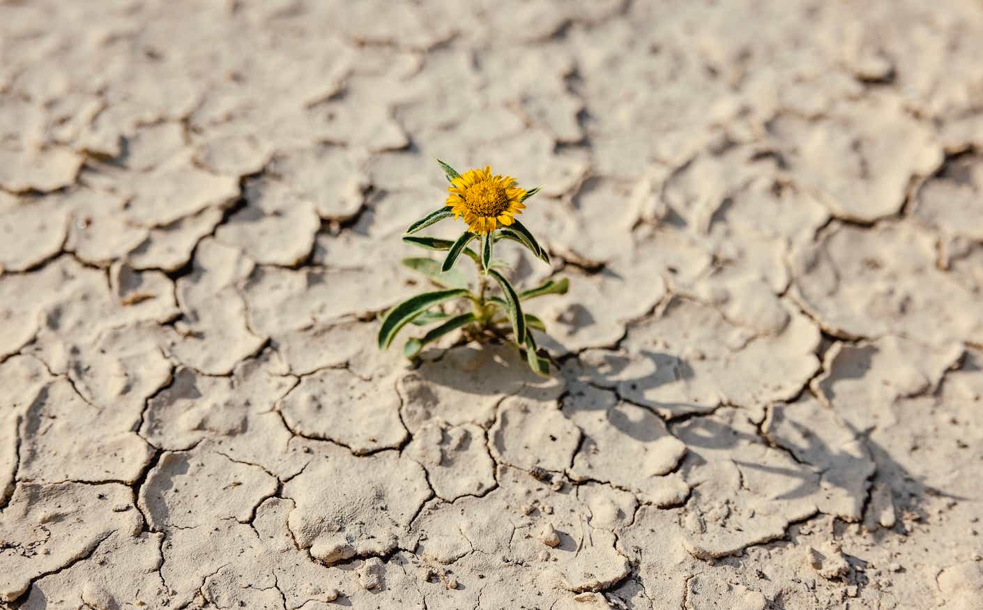 Single flower in dry and cracked soil