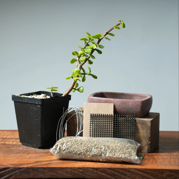 Bonsai Basics Kit