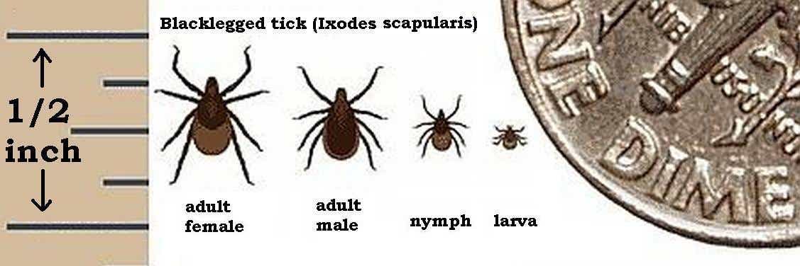 A chart of blacklegged ticks in comparison to a quarter.