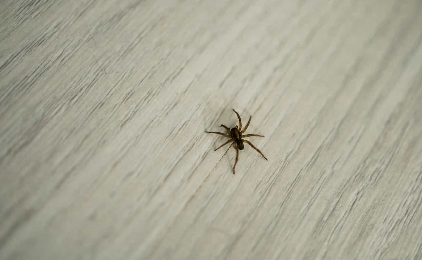 Small spider crawls on the floor on  tiles copy space. Pests and insects