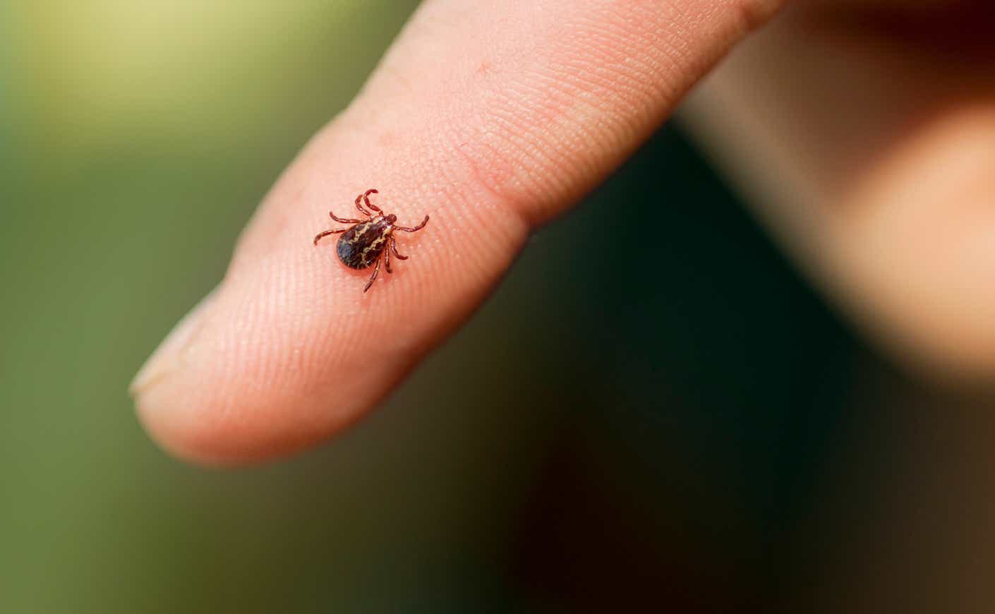 Wood Tick on finger