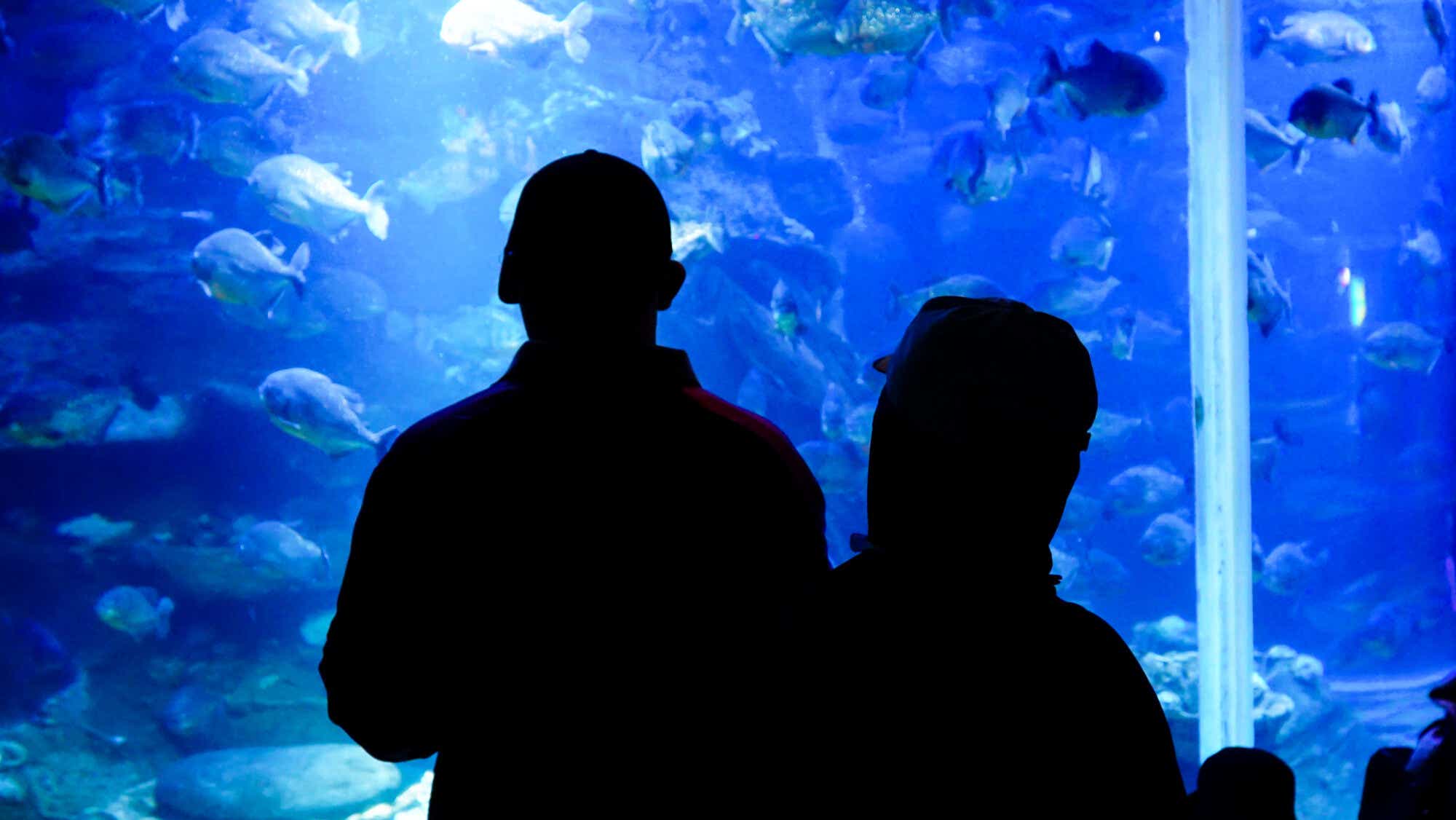 Silhouette of People Stand in Front of Glowing Huge Fish Tank