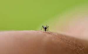 Close-up of a mosquito on human skin, biting and feeding