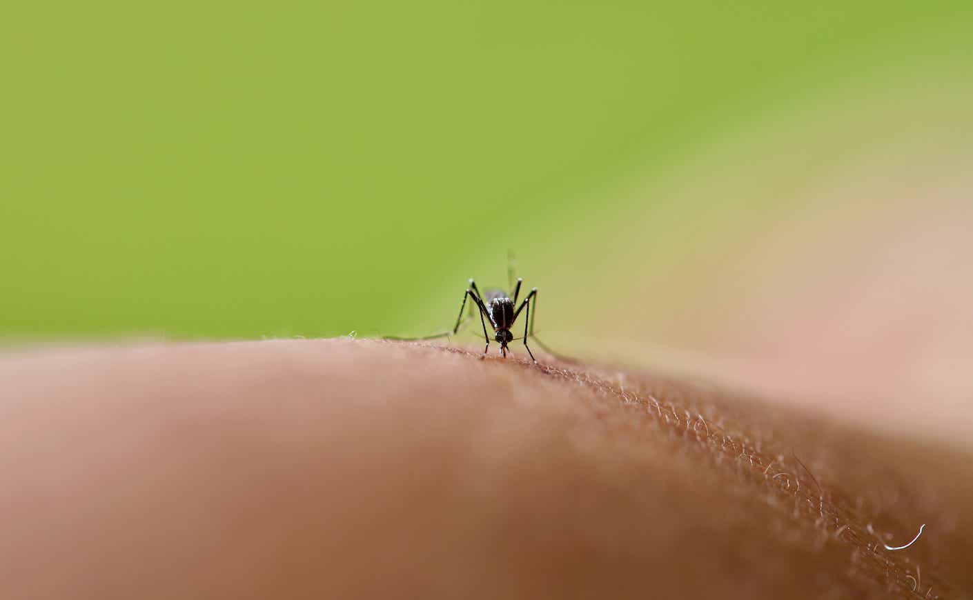Close-up of a mosquito on human skin, biting and feeding