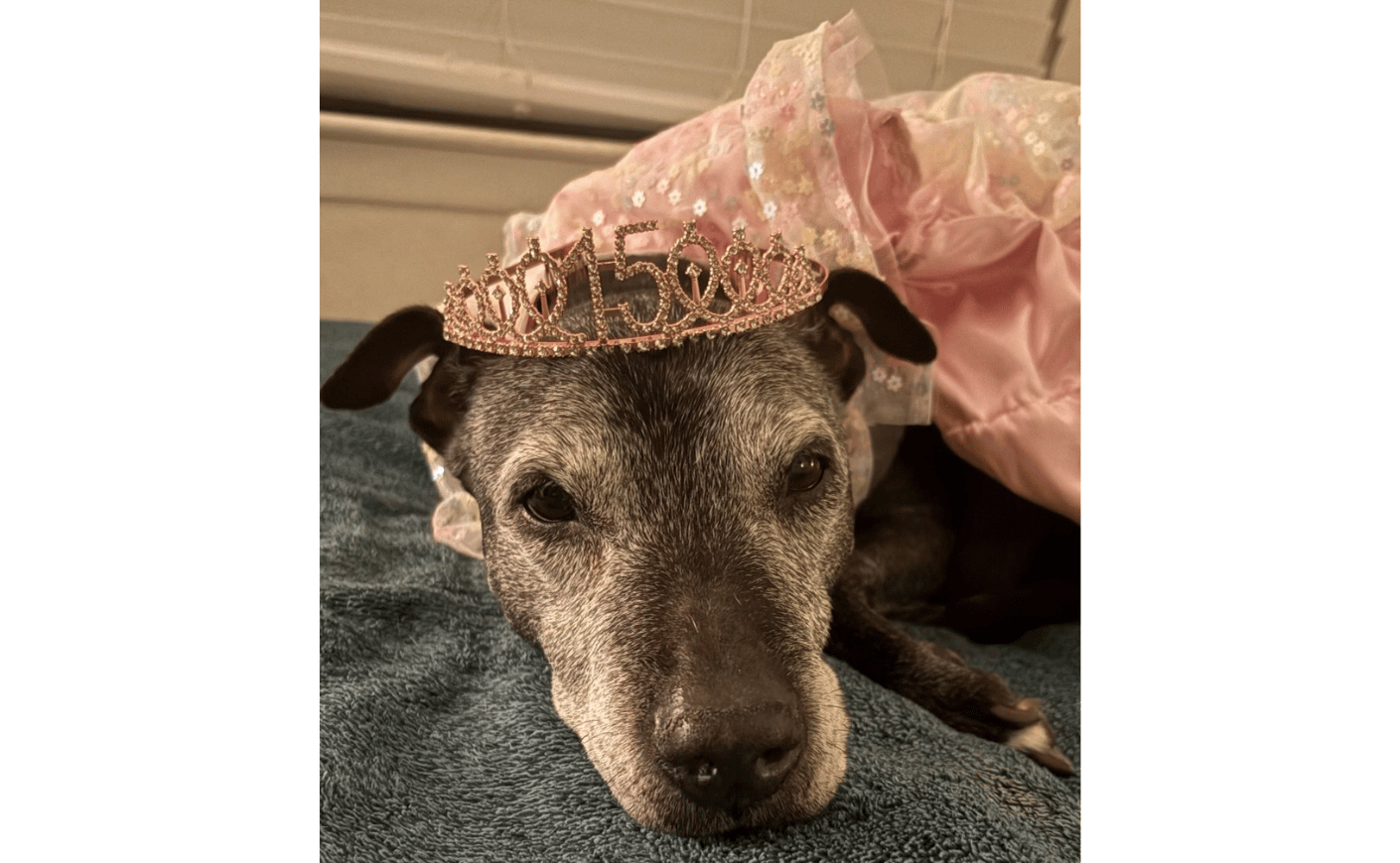 dog with tiara