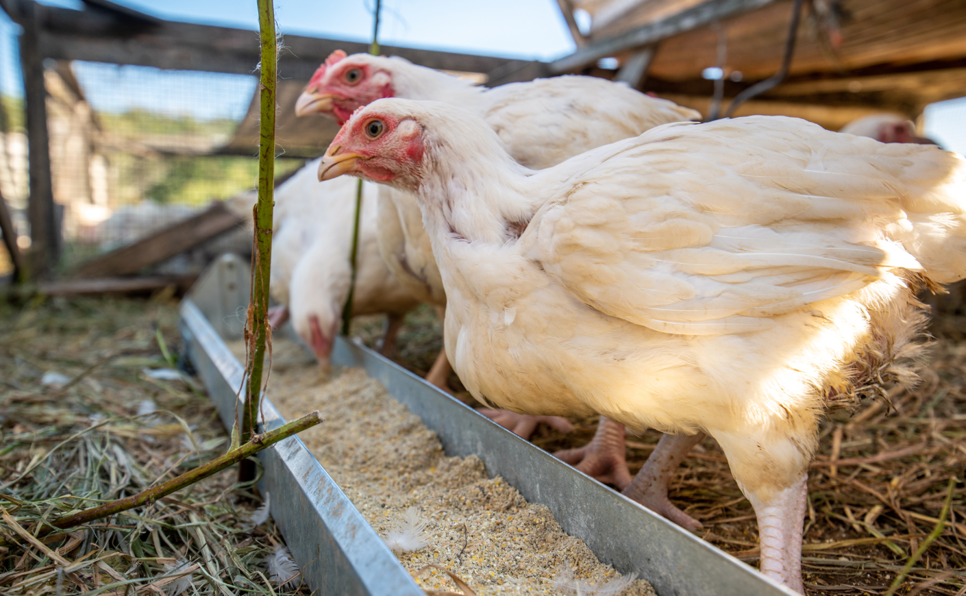Close up of chickens eating feed on a farm in Valley Lee.