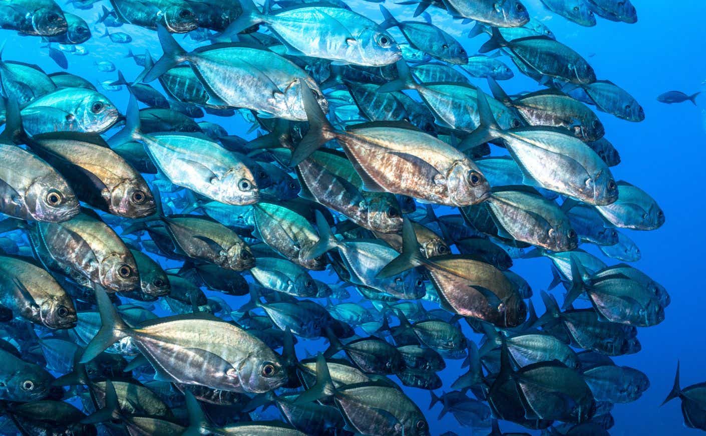 fish swimming in the sea.