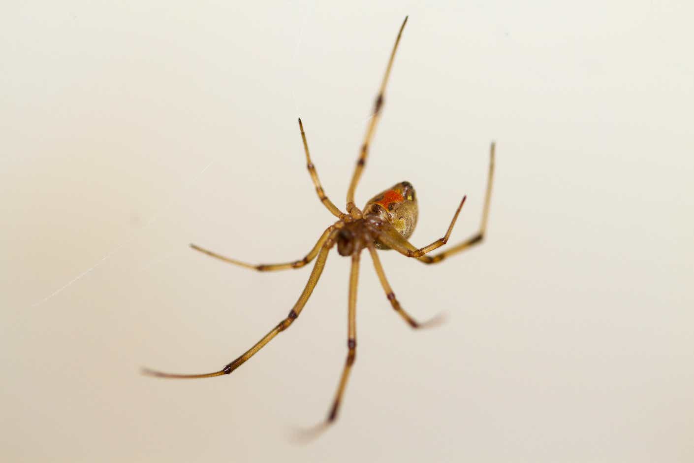 A brown widow spider.