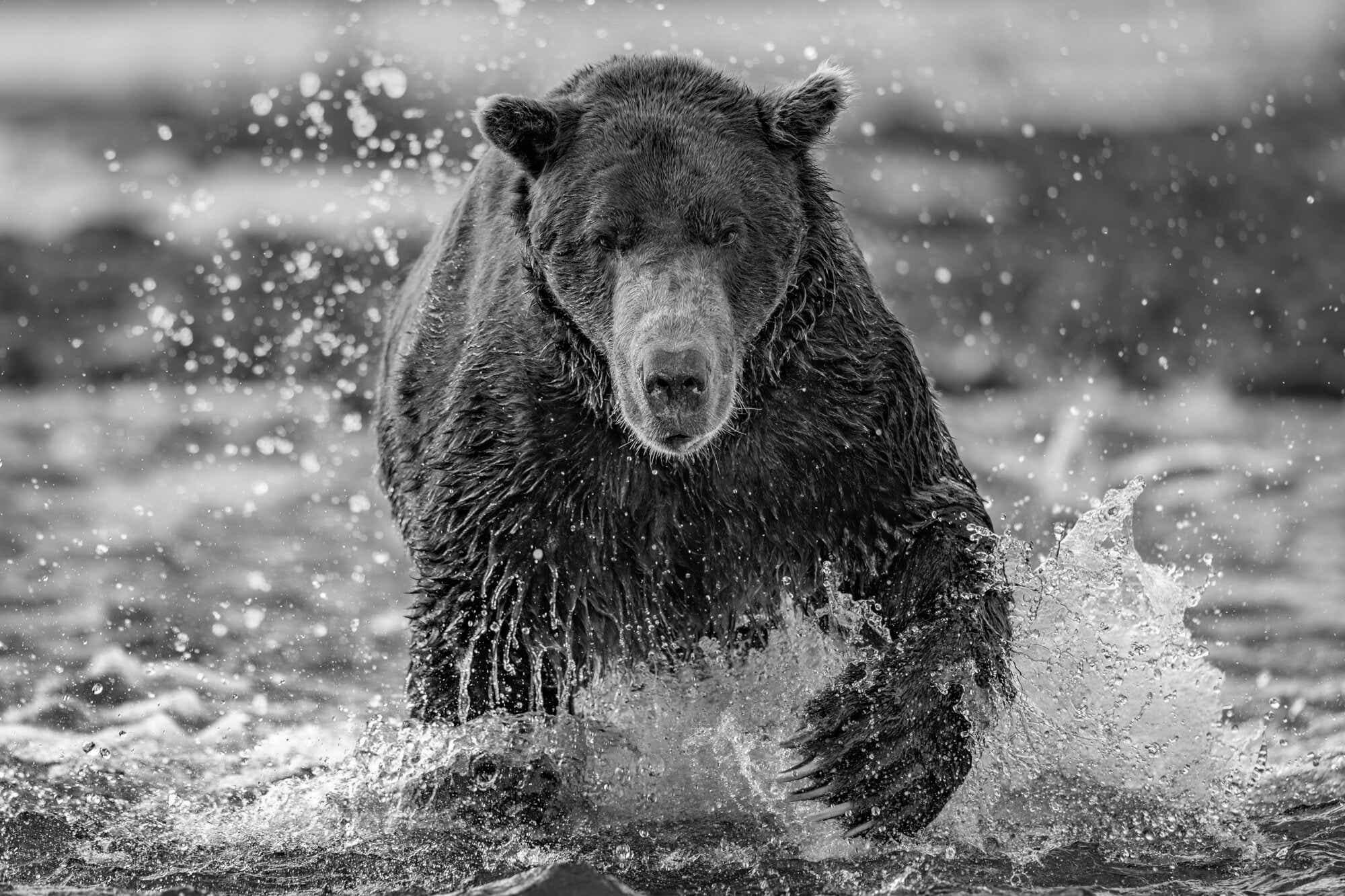 Bear running