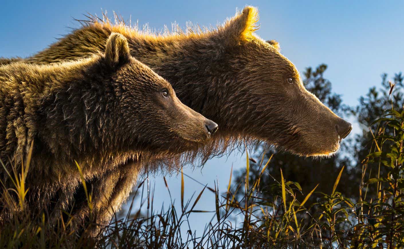 bears